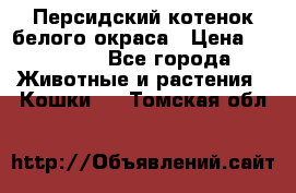 Персидский котенок белого окраса › Цена ­ 35 000 - Все города Животные и растения » Кошки   . Томская обл.